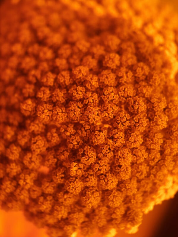 Close-up image of a cluster of tiny, orange, flower-like structures, creating a textured and intricate surface with a warm, glowing appearance.