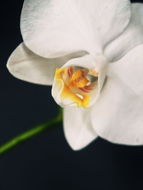 Close-up of a white orchid flower with a yellow and orange center, set against a dark background. The delicate petals and detailed patterns in the middle are clearly visible.