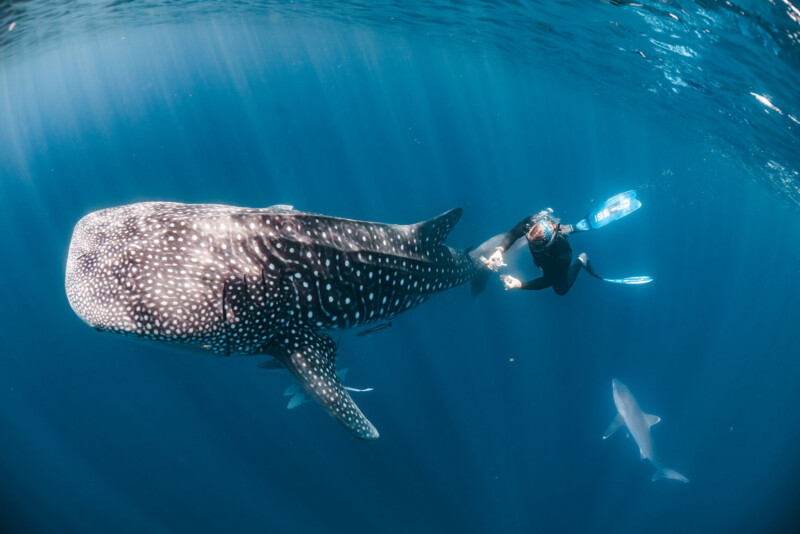 A diver swims beside a large whale shark in clear blue ocean water, with another shark swimming below them. Sunlight filters through the water, illuminating the scene.