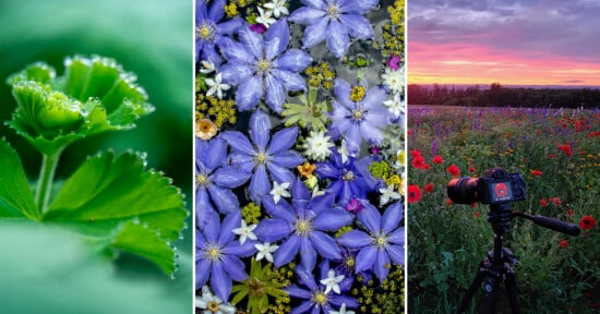 A triptych image: close-up of a green leaf with dew drops, a top view of assorted purple and white flowers, and a camera on a tripod in a wildflower field at sunset.