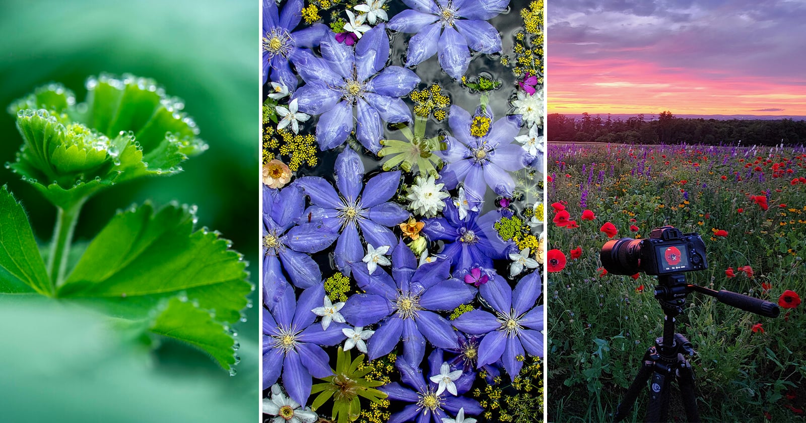 A triptych image: close-up of a green leaf with dew drops, a top view of assorted purple and white flowers, and a camera on a tripod in a wildflower field at sunset.