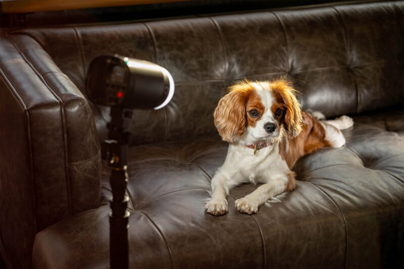 A Cavalier King Charles Spaniel lies on a dark brown leather couch, looking toward a camera or light on a tripod positioned in front of it.