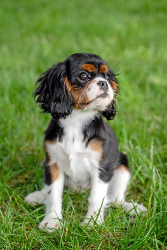 A small Cavalier King Charles Spaniel puppy with black, white, and tan fur sits on green grass, looking slightly to the side.