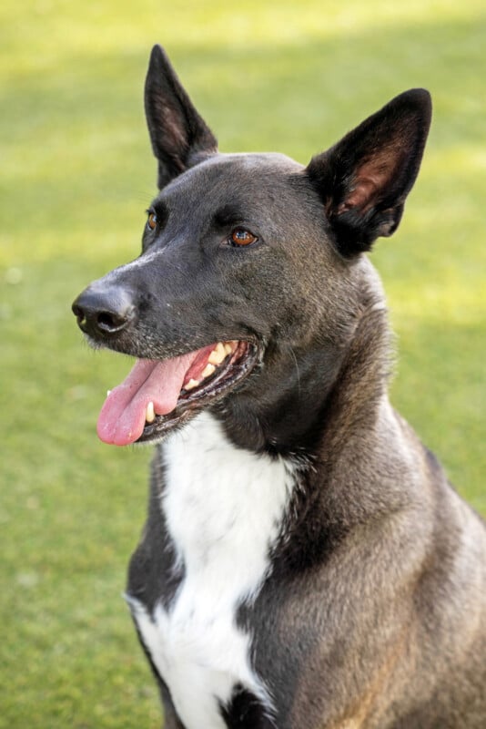 A black and white dog with upright ears and its mouth open, tongue out, sitting on green grass in bright sunlight.