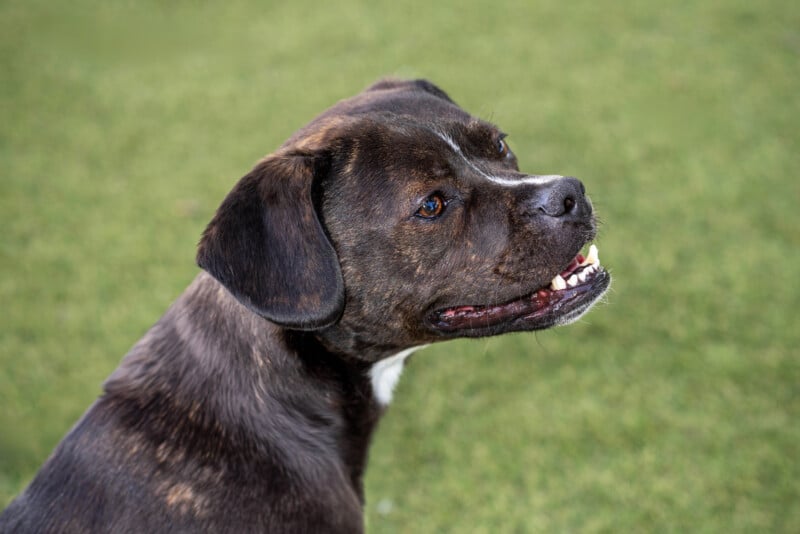A brown and black dog with short fur and white markings on its chest looks up with its mouth slightly open, showing its teeth. The background is a blurred green grassy area.