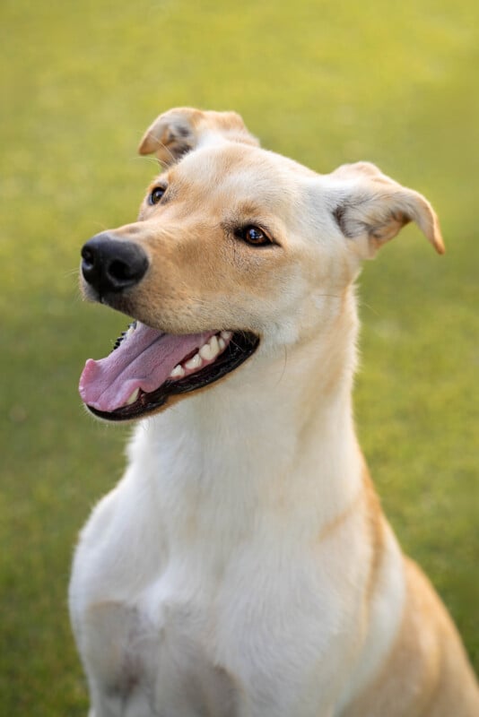 A happy light-colored dog with upright ears and an open mouth sits on green grass, looking slightly to the side.