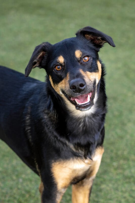 A black and tan dog with upright ears stands on green grass, looking at the camera with a happy expression and mouth slightly open.