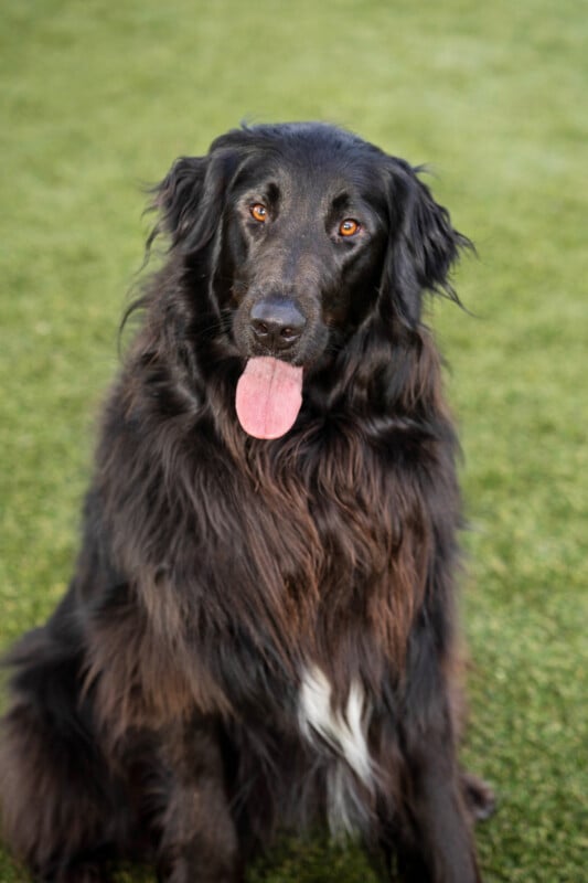 A large, long-haired black dog with a white patch on its chest sits on green grass, looking at the camera with its tongue out and ears slightly drooped.
