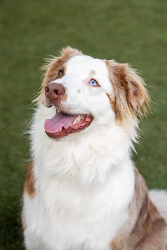 A white and brown Australian Shepherd dog with one blue eye and one brown eye sits on green grass, looking up with its mouth open and tongue out, appearing happy and alert.