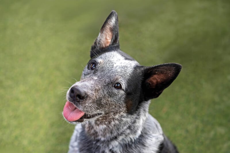 A blue heeler dog with a speckled gray and black coat sits on grass, tilting its head and sticking out its tongue, looking playfully at the camera.