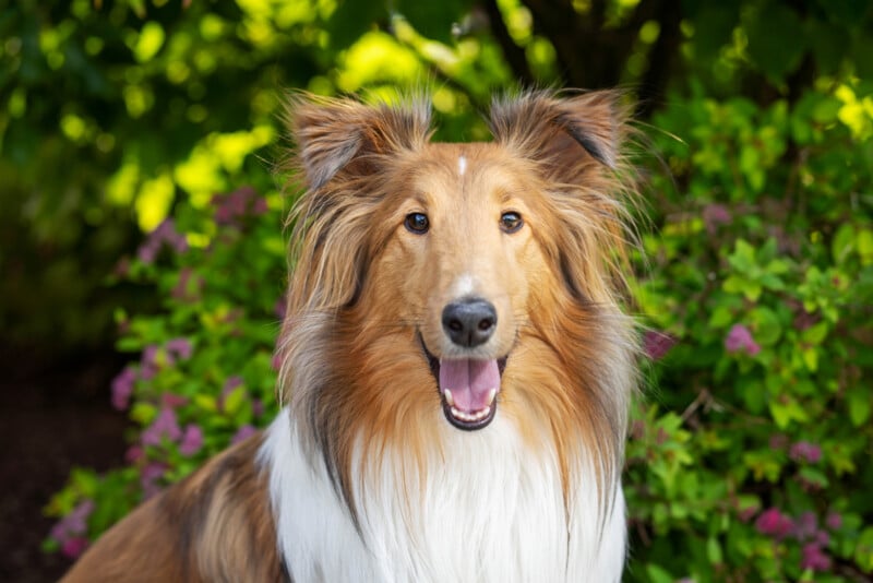 A Rough Collie dog with long, fluffy fur sits outdoors in front of green bushes and purple flowers, looking at the camera with an open-mouthed, happy expression.
