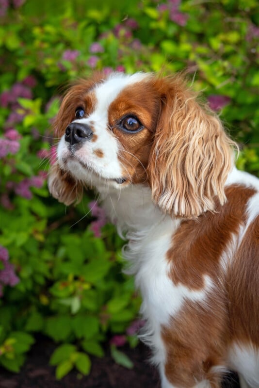 A Cavalier King Charles Spaniel with brown and white fur stands outdoors, looking up alertly. The background is filled with green foliage and small purple flowers.