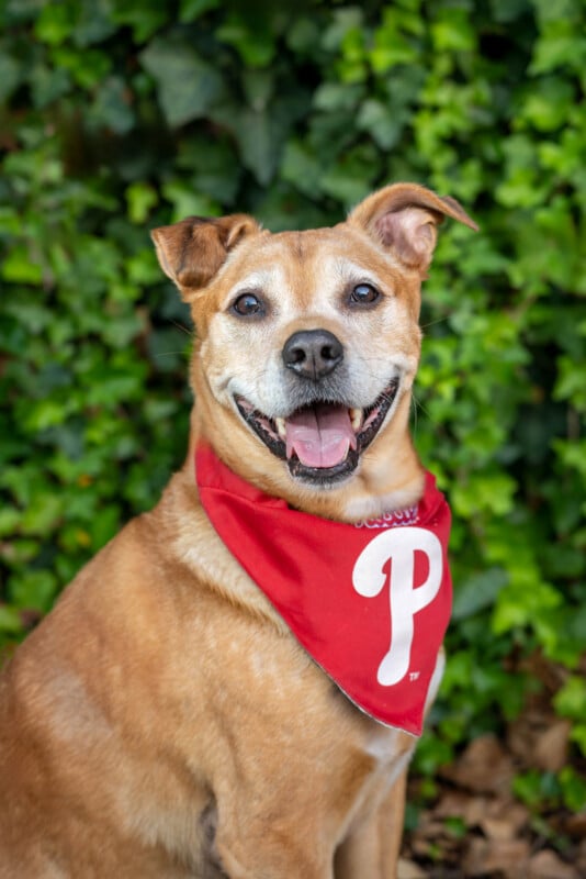 A happy light brown dog wearing a red bandana with a white letter "P" sits in front of green leafy plants, looking at the camera with its mouth open and tongue slightly out.