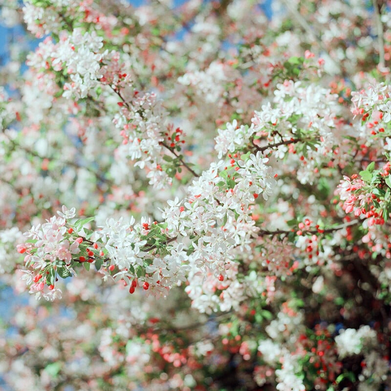 Branches covered in clusters of small white and pink flowers with green leaves, set against a blurred blue sky background. The blossoms are abundant, giving a sense of vibrant spring growth.