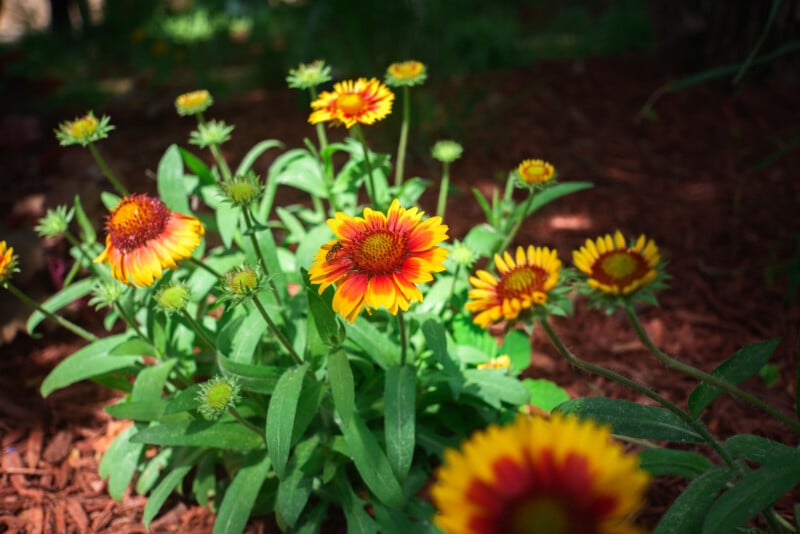 A cluster of vibrant yellow and red blanket flowers (Gaillardia) blooming in a sunlit garden, surrounded by green leaves and brown mulch.