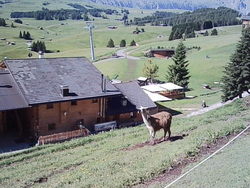 A llama stands on a grassy hillside near a wooden house with a sloped roof, surrounded by green meadows, trees, and distant mountains under a clear blue sky.