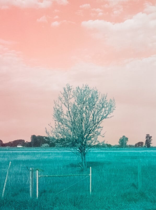 A lone tree stands in the middle of a grassy field, with a fence in the foreground. The sky above appears pinkish, creating a surreal, dreamlike contrast with the teal landscape.