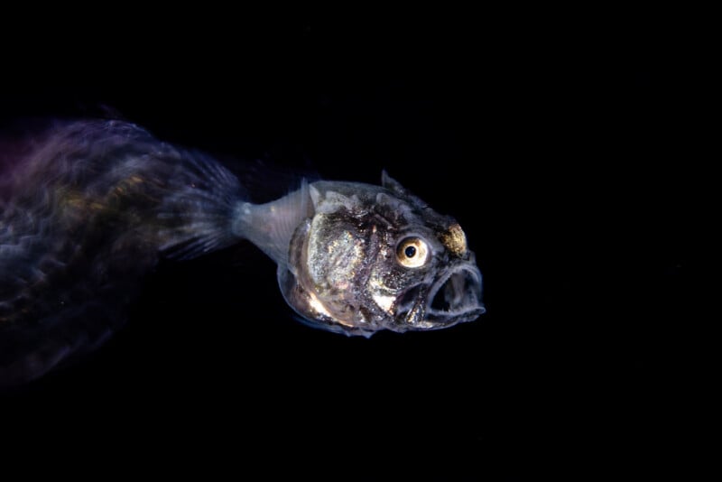 A close-up of a deep-sea fish with sharp teeth and large eyes, swimming in dark water. The fish appears translucent, with a faintly illuminated body and blurred tail against a black background.