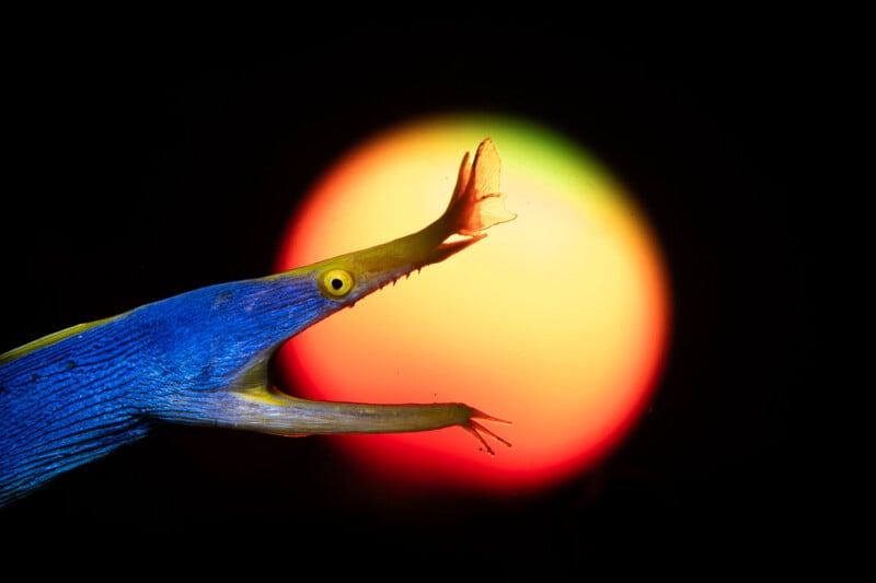 A blue and yellow fish with a long snout and extended fin appears to reach toward a glowing, multicolored circular light against a black background.