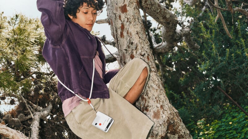 A person wearing a purple jacket and beige shorts is climbing a tree. They have a white camera with a red button hanging on a strap around their neck. Pine branches and foliage are visible around them.