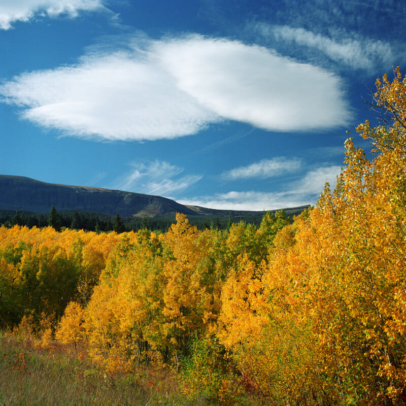 A landscape of vibrant yellow and orange autumn trees under a bright blue sky with wispy white clouds, with distant mountains on the horizon.