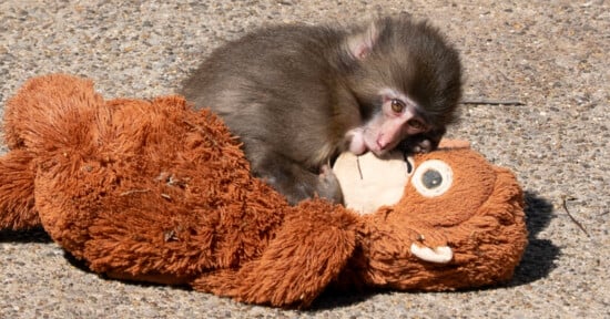 A baby monkey lies on top of a large brown stuffed animal monkey, resting its head and looking towards the camera while on a sunlit concrete surface.
