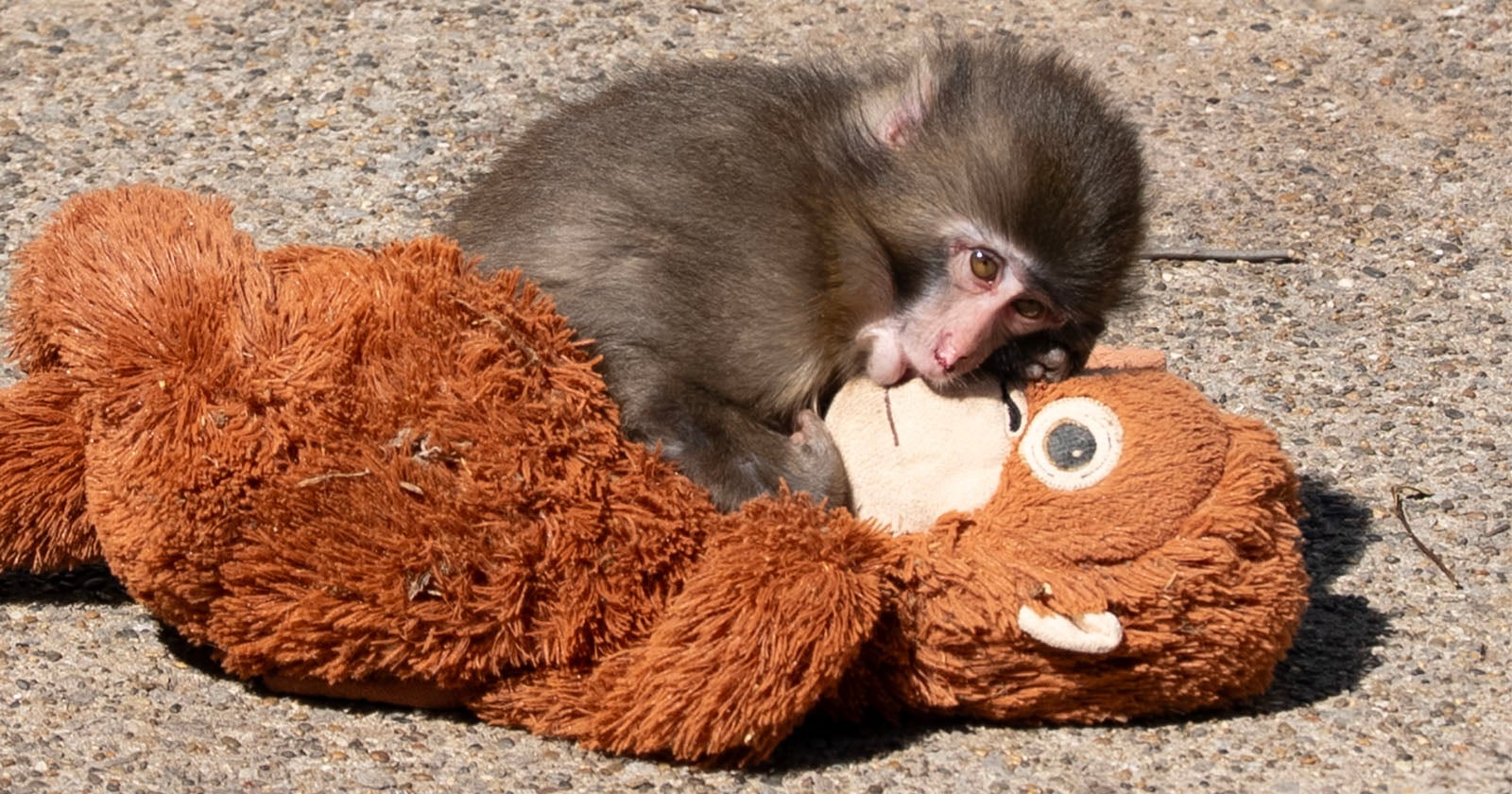 A baby monkey lies on top of a large brown stuffed animal monkey, resting its head and looking towards the camera while on a sunlit concrete surface.