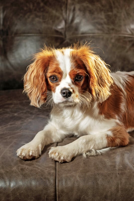 A small Cavalier King Charles Spaniel with brown and white fur lies on a brown leather couch, looking directly at the camera.