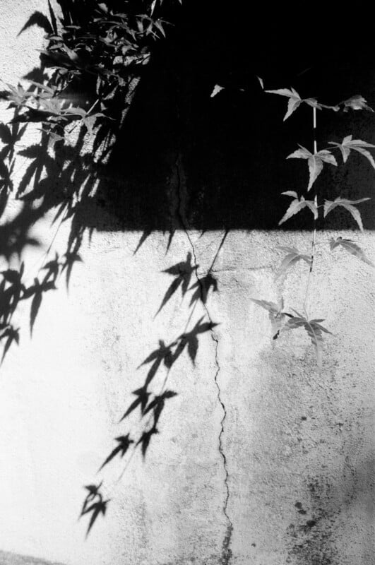 Black and white photo of a wall with a crack running vertically and shadows of leafy vines cast across the surface, creating a dramatic contrast between light and dark areas.