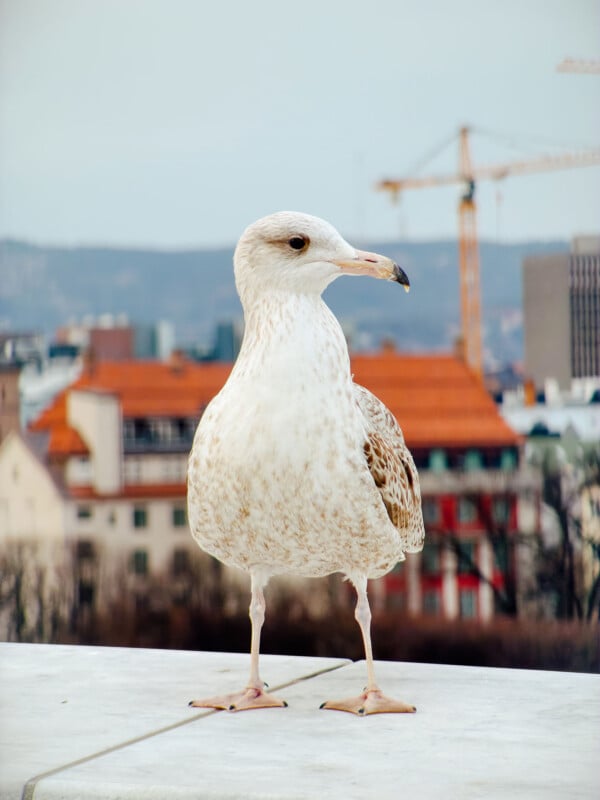 A seagull stands on a ledge with a cityscape in the background, including blurred buildings with red roofs and construction cranes.