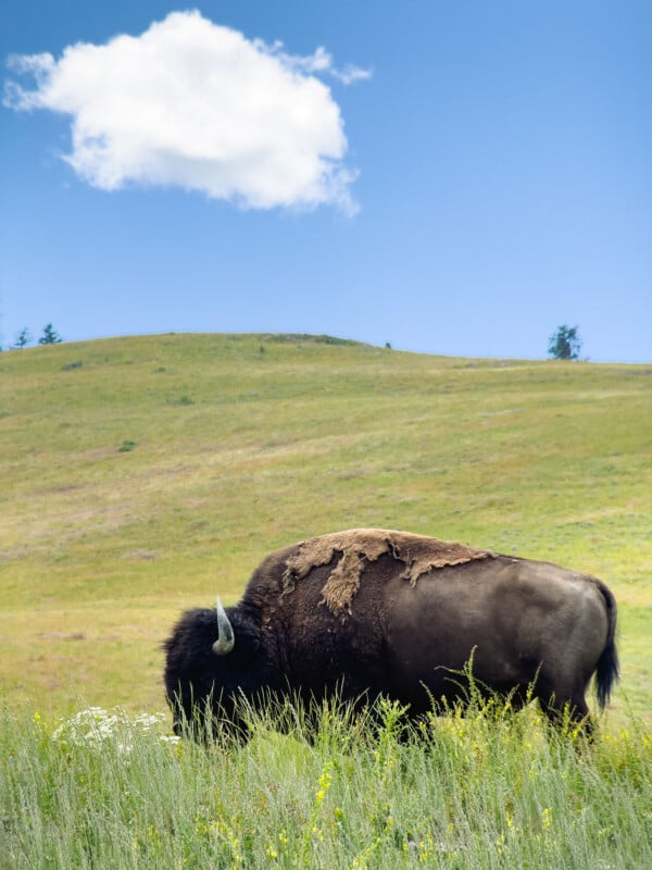 A large bison grazes in a grassy meadow under a blue sky with a single white cloud. The surrounding landscape is gently rolling and dotted with patches of wildflowers.