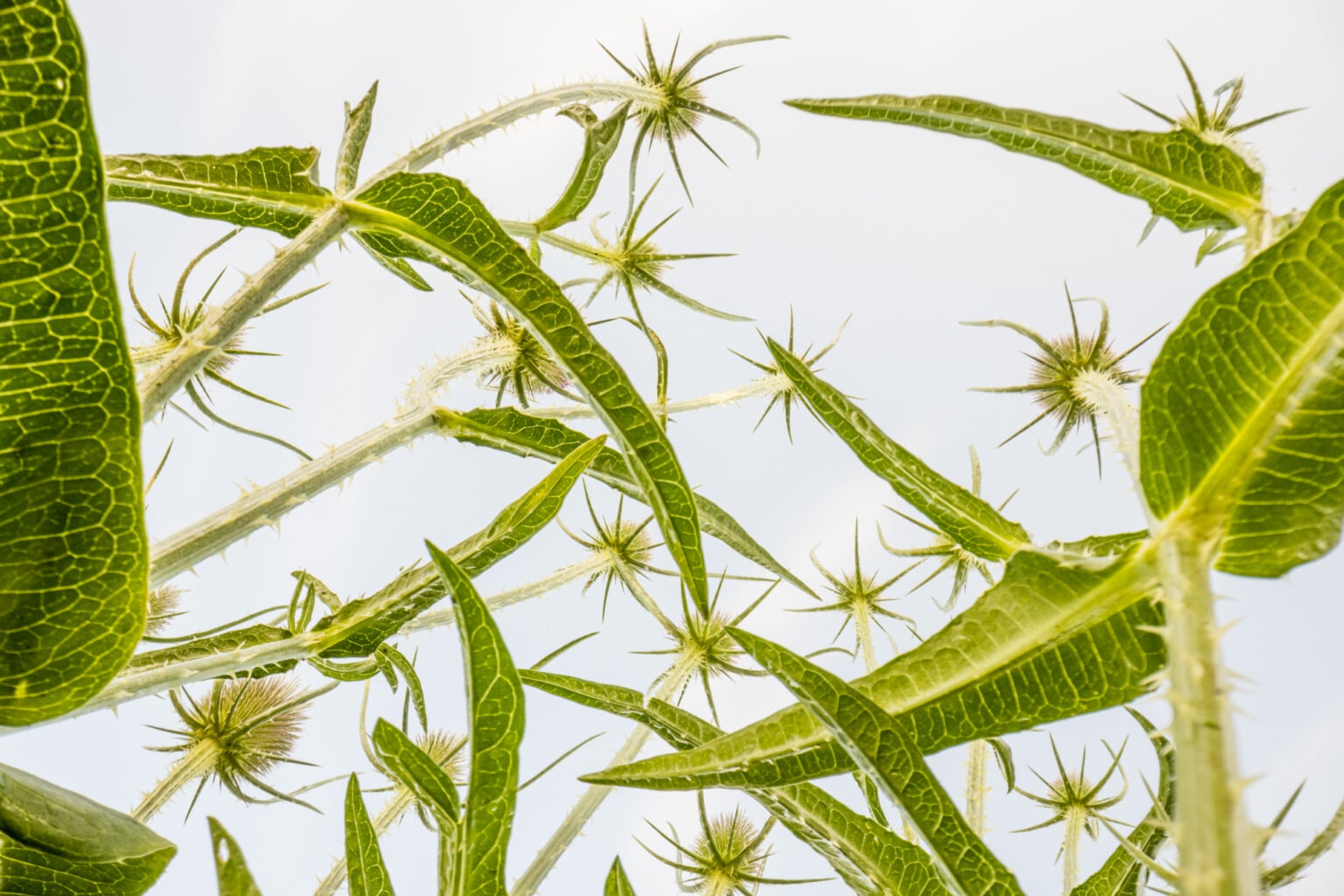 Flowerscapes: Photographing Flowers From a Bug's Eye Perspective ...
