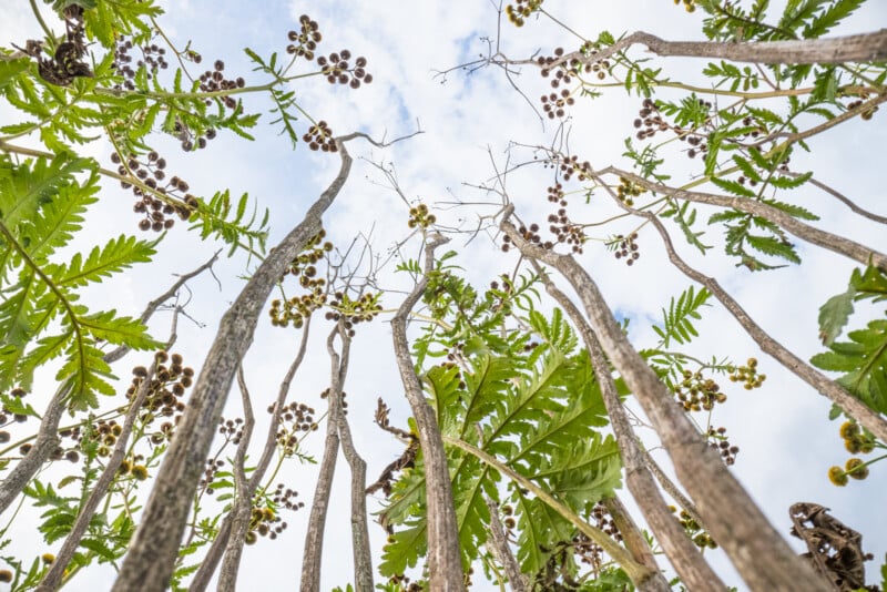 Una mirada desde ángulo bajo, bajo un cielo parcialmente nublado, para ver plantas altas y delgadas con hojas verdes de helecho y racimos de vainas de semillas redondeadas.