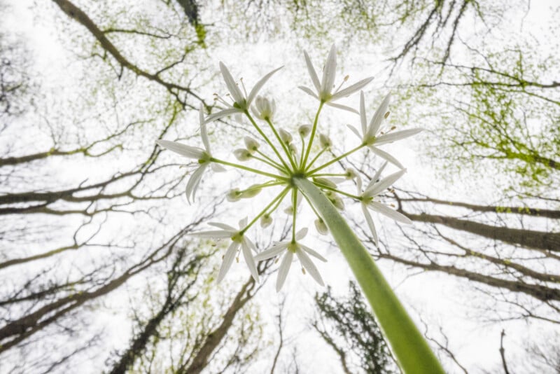 Una vista en ángulo bajo de una flor de ajo silvestre con pétalos blancos tomada desde abajo, sobre un fondo de árboles altos y sin hojas y hasta el brillante cielo del bosque.