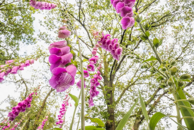 Tallos altos de flores de dedalera rosa vibrante se elevan hacia el cielo sobre un fondo de hojas verdes y ramas de un gran árbol. La perspectiva es de abajo hacia arriba.