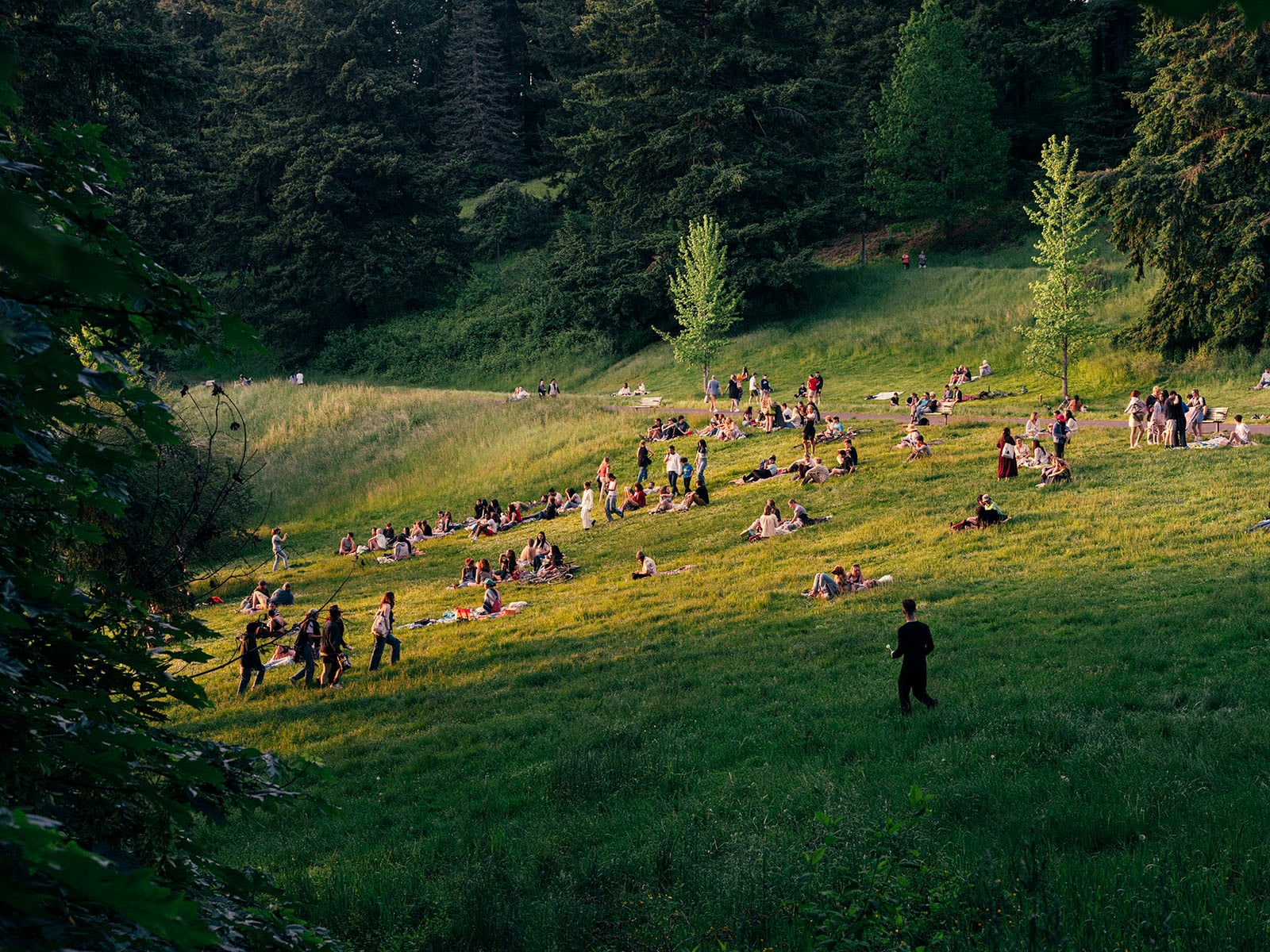 Groups of people sit and relax on a grassy hillside in a park surrounded by tall trees on a sunny day, enjoying the outdoors and nature.