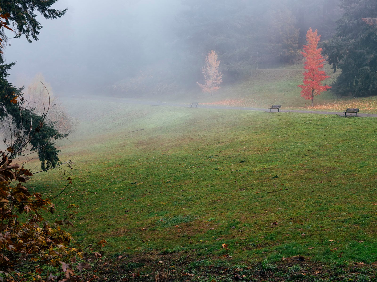 A misty park scene with green grass, three empty benches, and a path. Two trees with autumn leaves, one bright red and one yellow, stand out among darker evergreens in the foggy background.