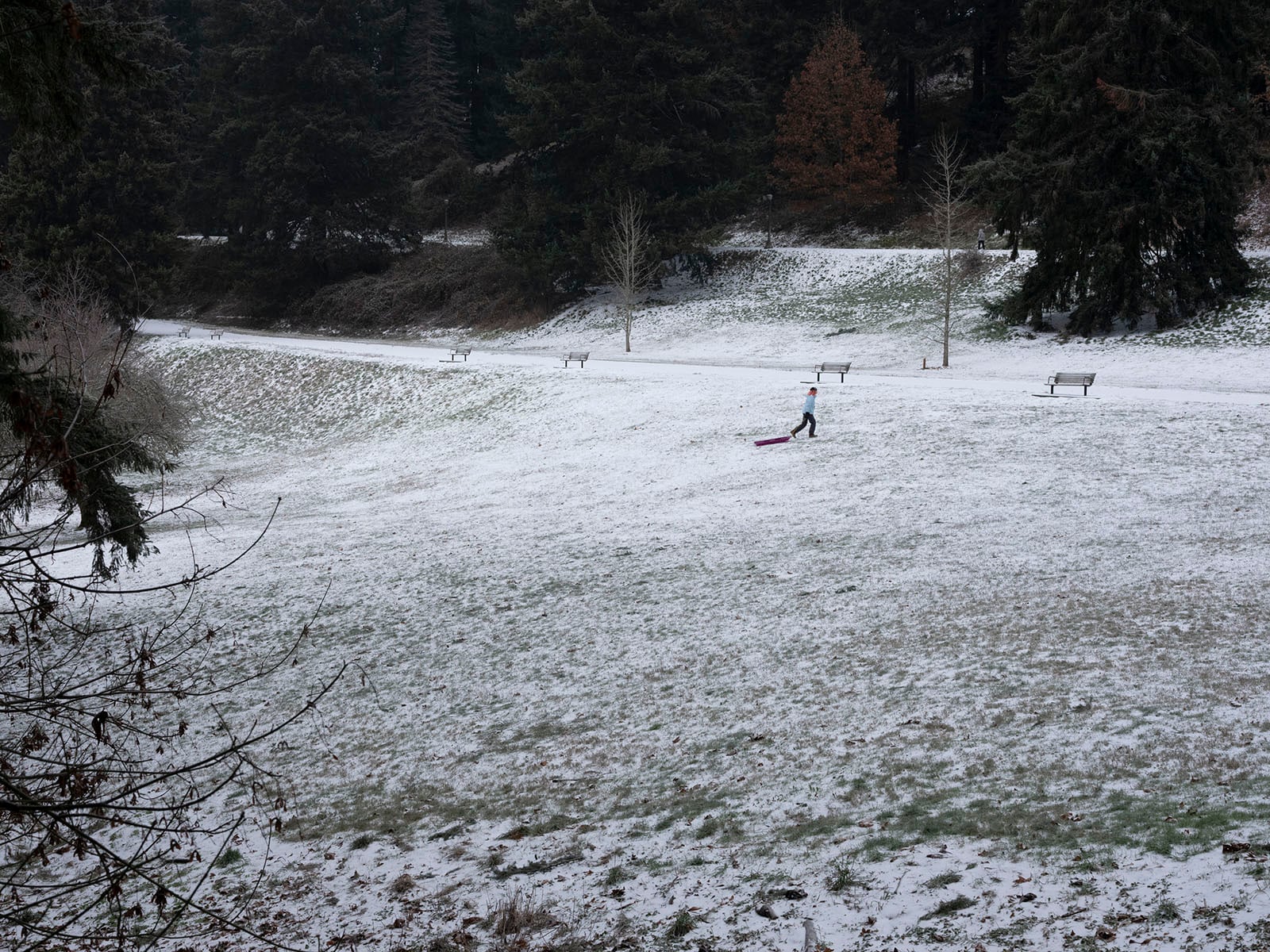 A person pulls a red sled across a snowy, open field in a park. The ground is lightly covered with snow, and several empty benches and tall trees are in the background.