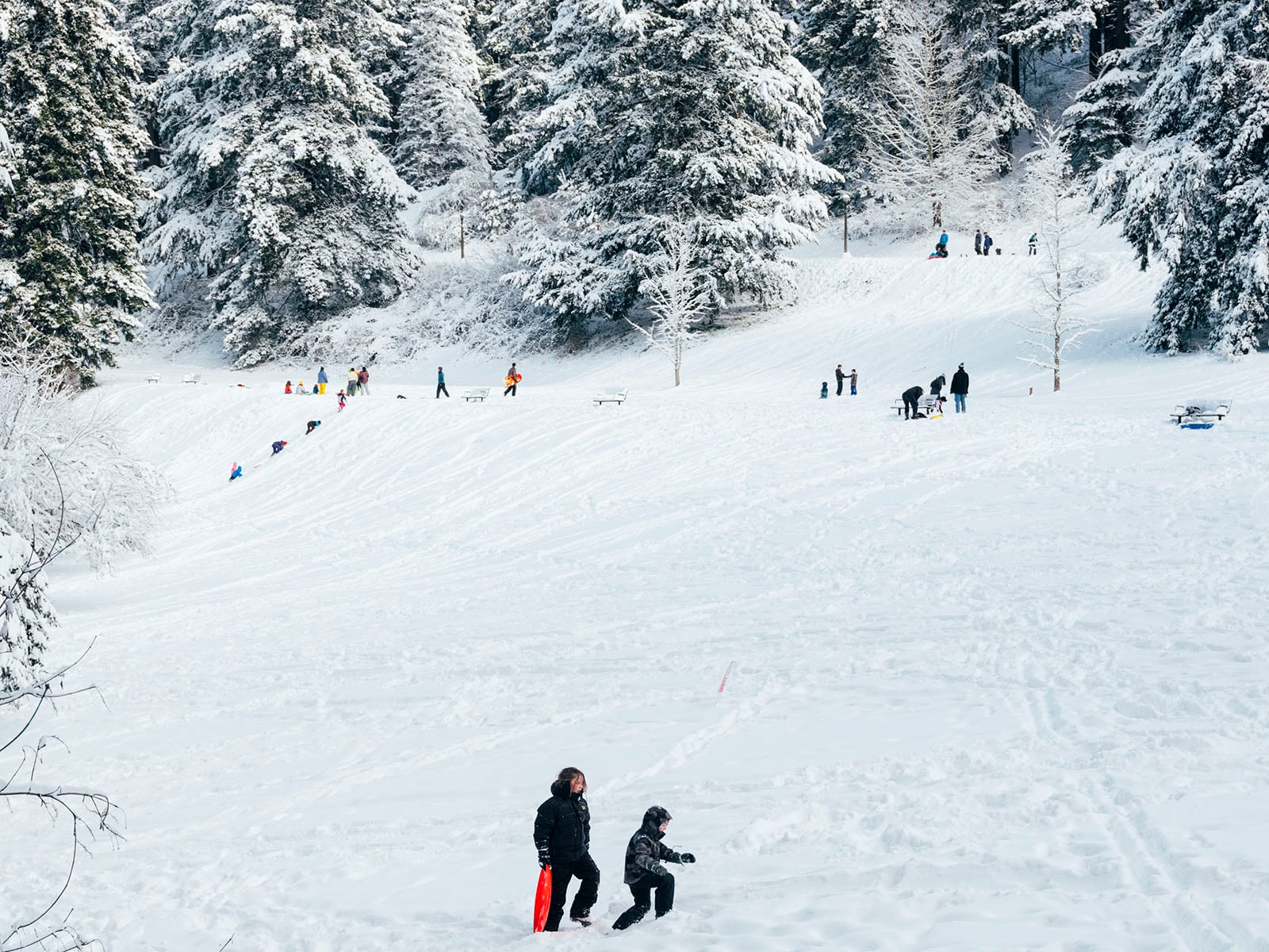 People enjoy a snowy day in a park with tall snow-covered trees; some walk or sled up and down a gentle hill while others gather in small groups in the background. A child and adult walk together in the foreground.