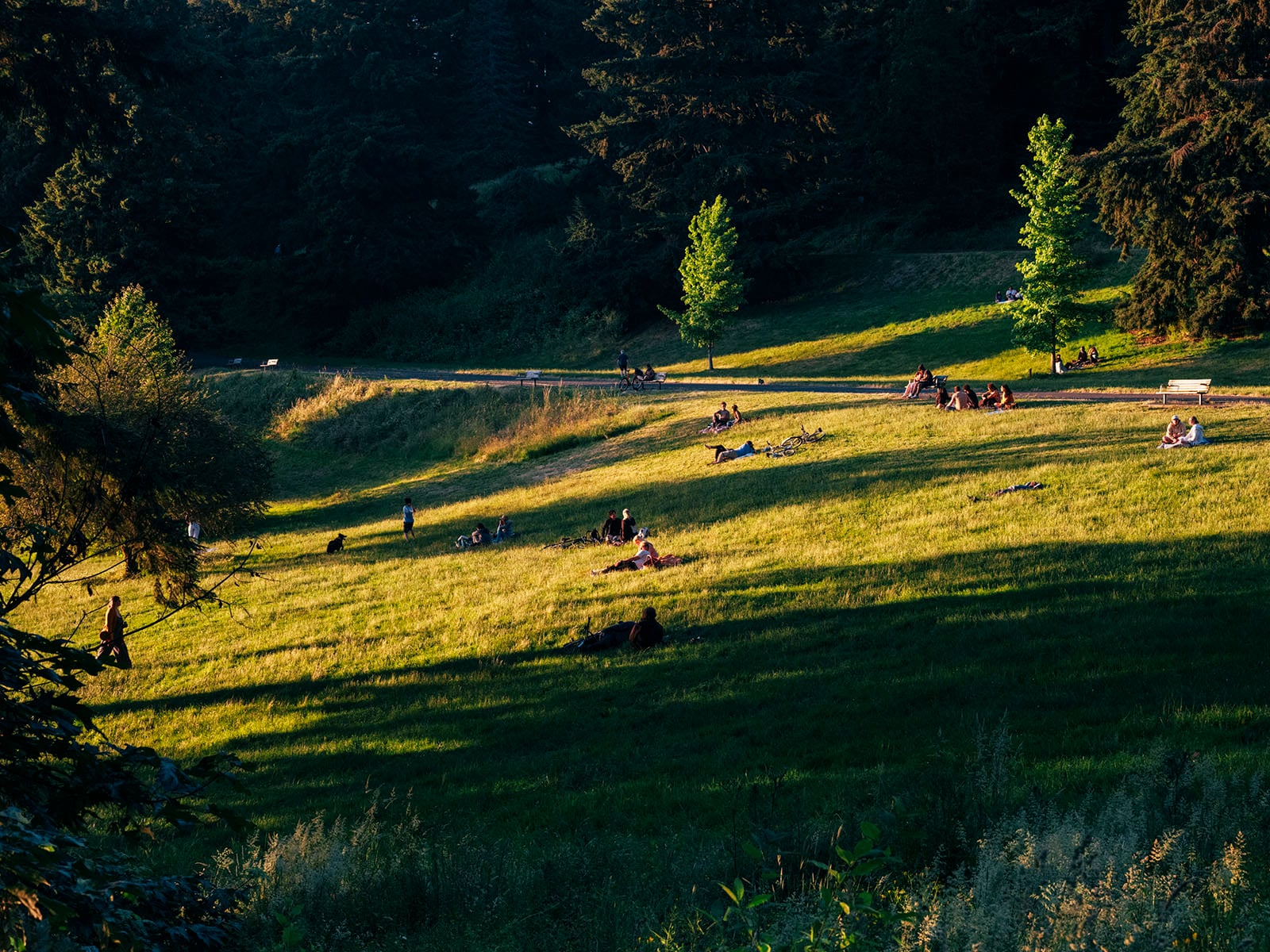 People are relaxing on a grassy hillside in a park, some sitting alone and others in small groups, with trees casting long shadows in the late afternoon sunlight.
