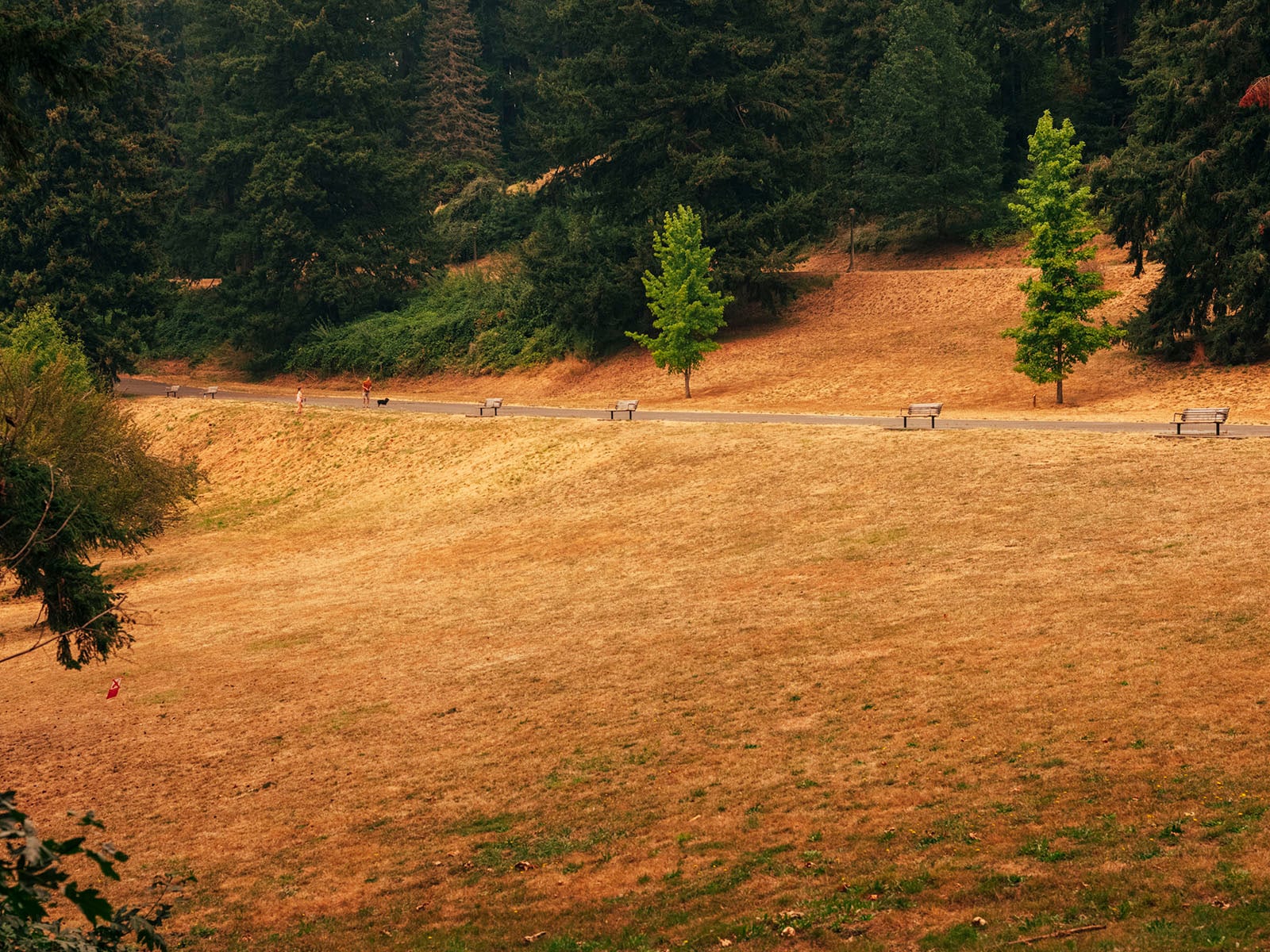 A dry, grassy park with scattered benches along a path, bordered by green and brown trees. The grass appears yellowish, indicating drought or late summer. The scene is calm and mostly empty.