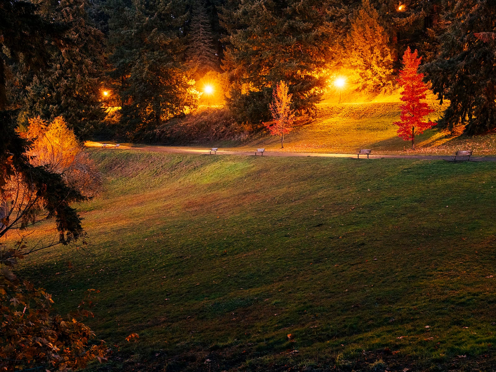 A grassy park at dusk with benches along a path, autumn trees in vivid red and orange, and glowing streetlights illuminating the scene against a backdrop of tall evergreen trees.