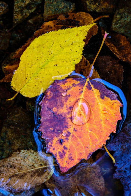 Two autumn leaves, one yellow and one orange with brown spots, rest on wet rocks. The orange leaf is partly submerged in water, with visible water droplets on its surface.