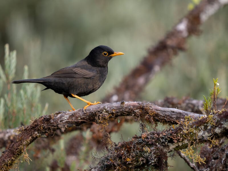 A blackbird with yellow legs and a yellow beak stands on a mossy tree branch, with a blurred green background.