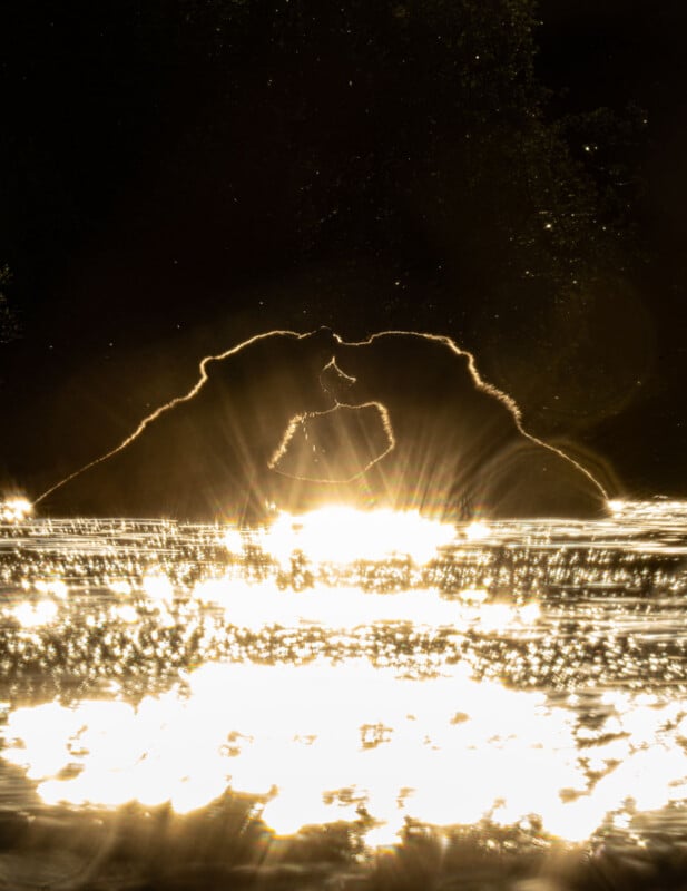 Two bears appear to be touching noses or play-fighting at the edge of a sunlit body of water, with bright sunlight creating a glowing, reflective effect and highlighting the bears’ outlines.