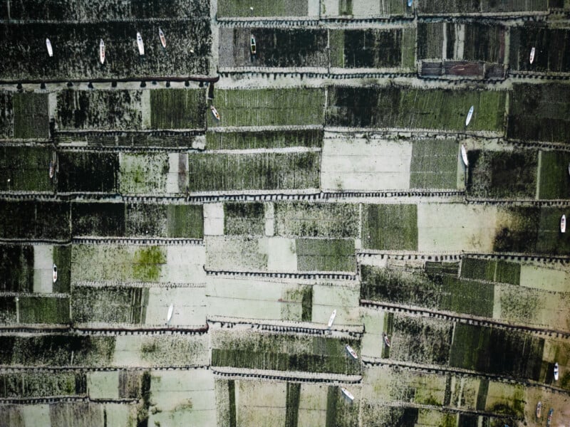 Aerial view of rectangular green agricultural fields divided by narrow paths, with several small boats scattered throughout the scene.