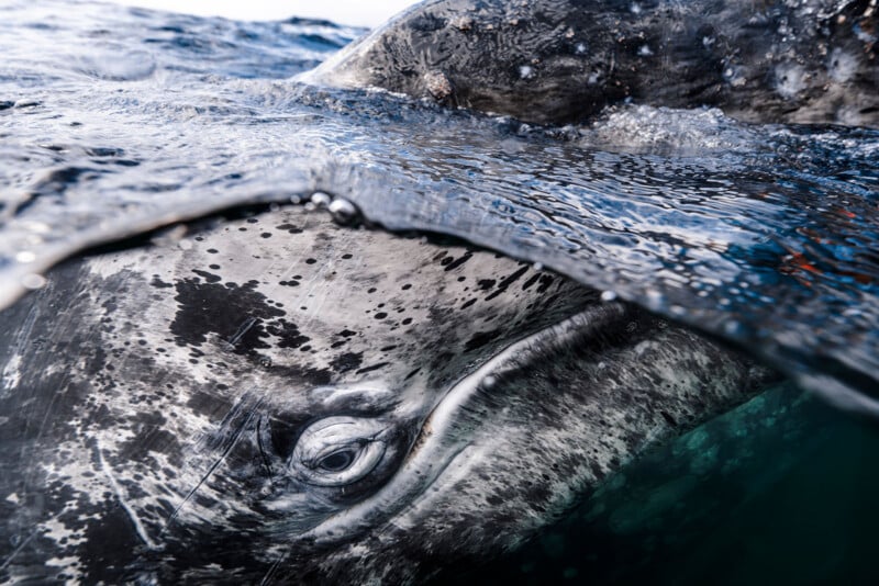 Close-up view of a gray whale partially submerged in water, with its eye and mottled, textured skin clearly visible above and below the water's surface.