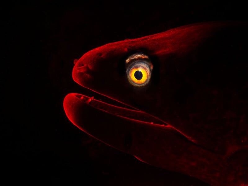 A close-up side view of a fish’s head, dramatically lit in red against a black background, showing a wide-open mouth and a glowing, yellow eye.