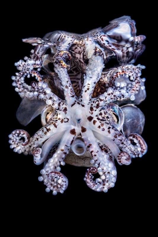 A close-up of a spotted octopus against a black background, showing its curled tentacles and intricate patterns on its skin in shades of white, brown, and purple.