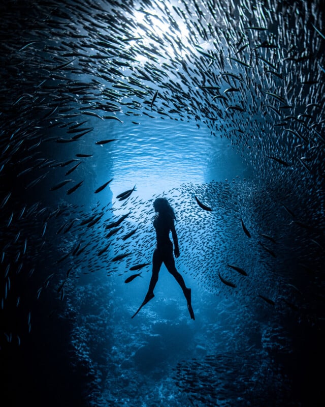 A diver swims underwater, surrounded by a large school of fish. Sunlight filters through the water, creating a dramatic silhouette and illuminating the scene with a blue glow.